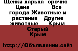 Щенки харька! срочно. › Цена ­ 5 000 - Все города Животные и растения » Другие животные   . Крым,Старый Крым